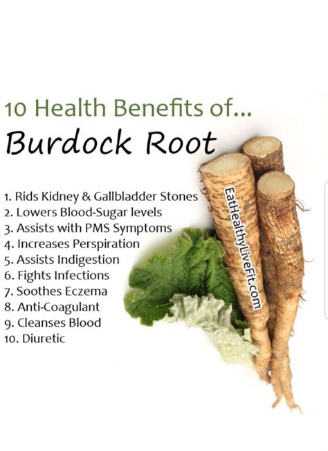 burdock root hindi|healing properties of burdock root.